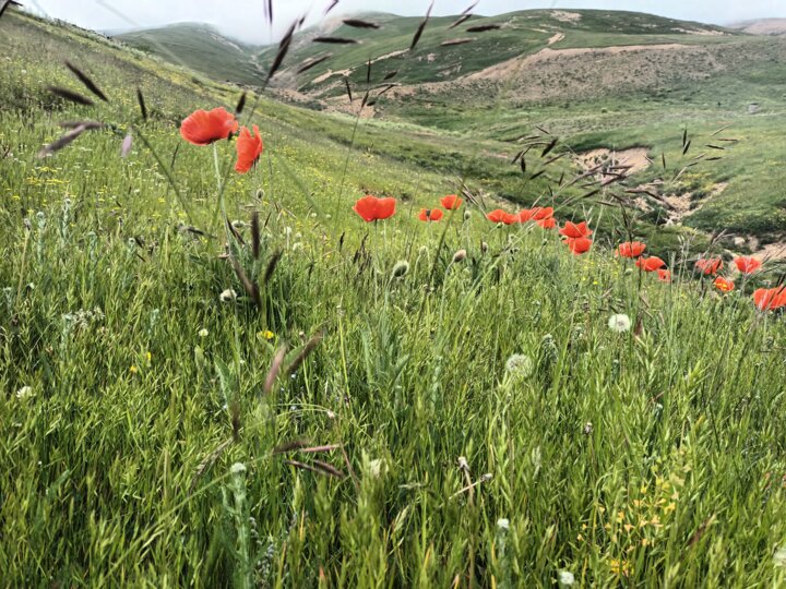 کوهستان‌های پارک ملی سالوک اسفراین زیستگاه قوچ اوریال و پلنگ با اقلیم نیمه‌خشک