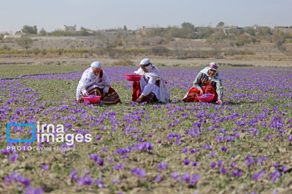 کشاورزان در حال چیدن گل‌های زعفران در پاییز
