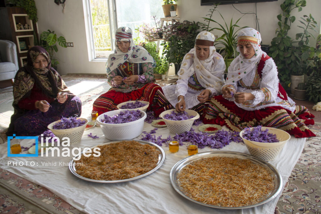 پاک‌سازی و جمع‌آوری گل‌های زعفران توسط روستاییان
