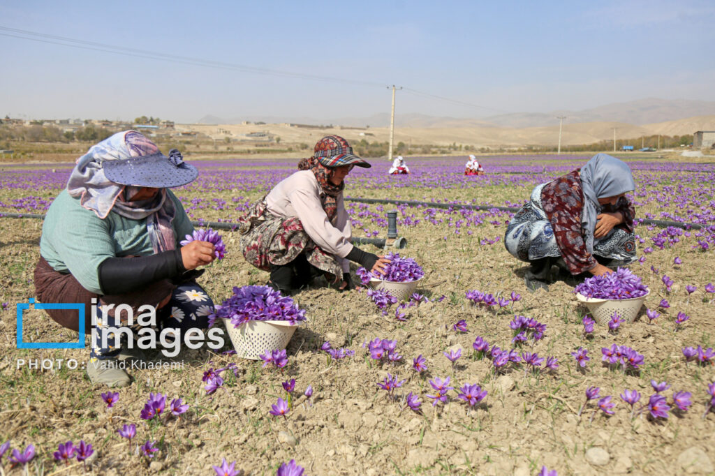 نمای نزدیک از گل‌های بنفش زعفران در مزرعه