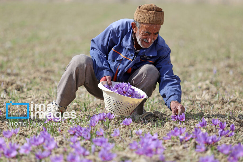 نمای کلی از مزرعه زعفران در حال برداشت