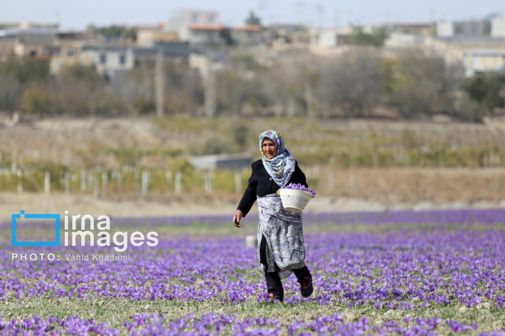 زیبایی مزارع زعفران در آغاز فصل پاییز