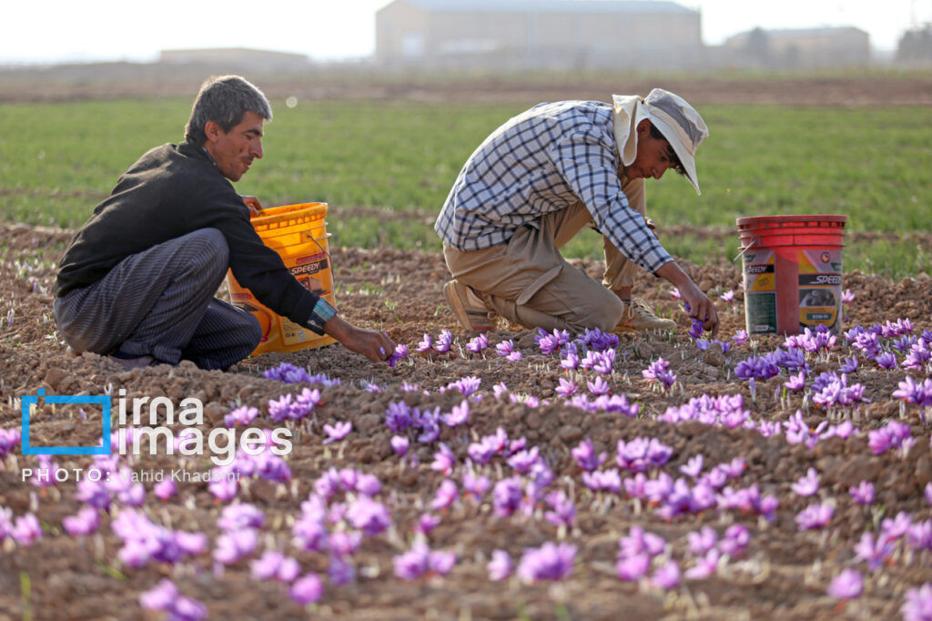 روند سنتی برداشت زعفران در خراسان شمالی