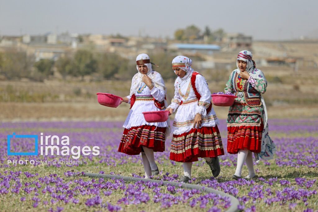 چهره‌های خسته اما امیدوار کشاورزان زعفران‌کار