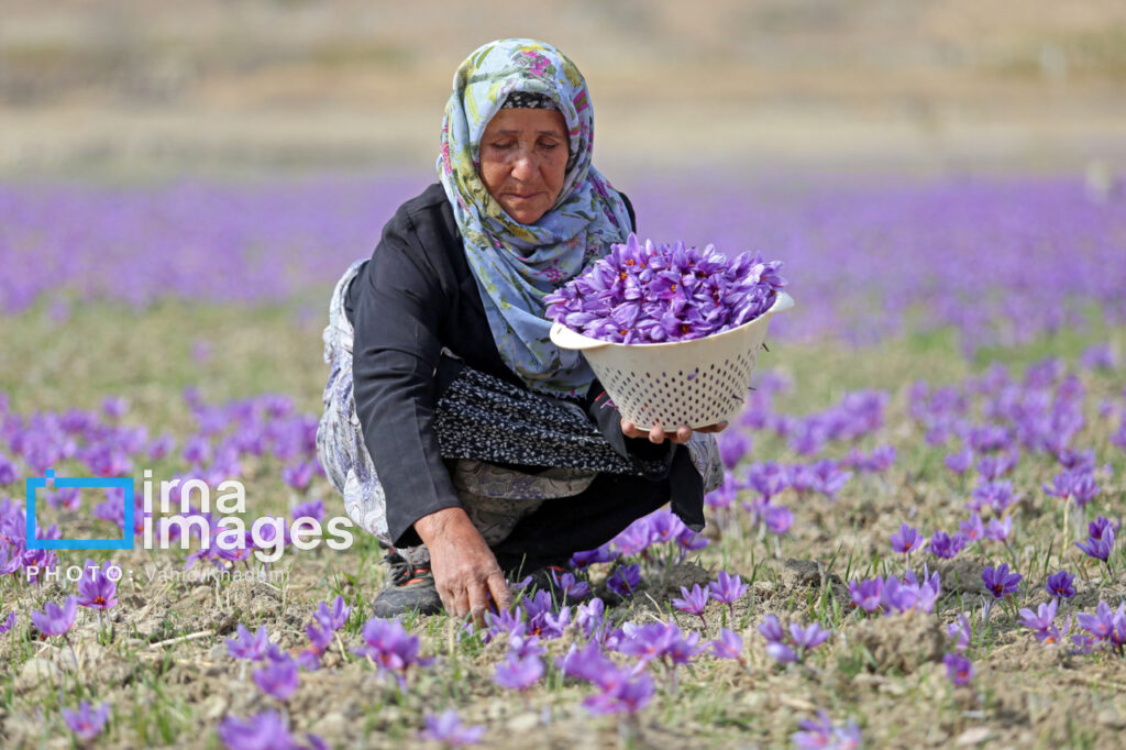 برداشت محصول زعفران با روش‌های سنتی و دستی