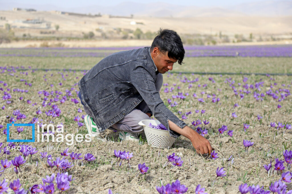 نمادی از کشاورزی پایدار و طلای سرخ ایران