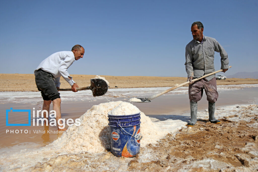 نمای نزدیک از دستان کارگران در حال برداشت